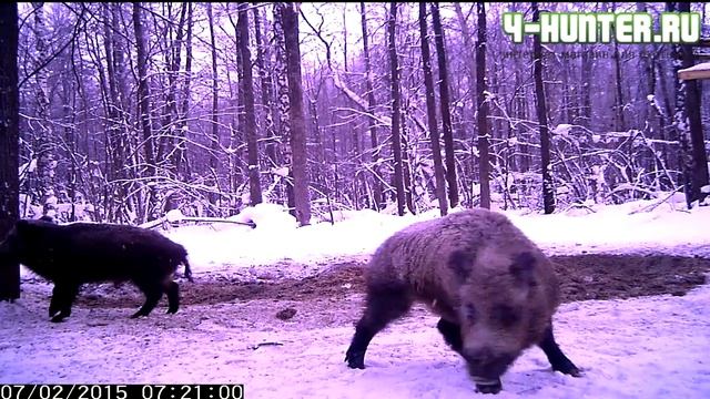 Пример дневной видеосьемки фотоловушкой "Филин", "Филин" ММS смотреть онлайн