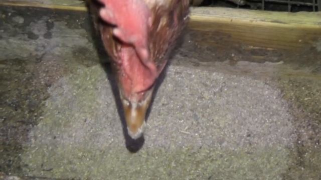 Нужна ли курице голова? / Does chicken need a head? смотреть онлайн