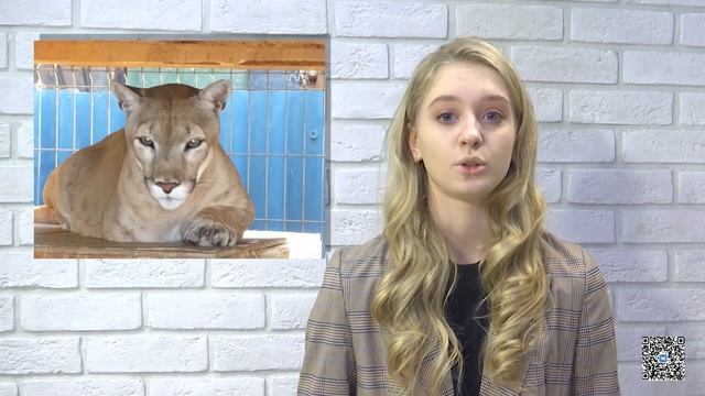История пумы Атоса #пума #приютспасименя смотреть онлайн