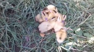 МУЛАРДЫ В ДОМАШНИХ УСЛОВИЯХ / пекинские утки / мускусный селезень / инкубация мулардов