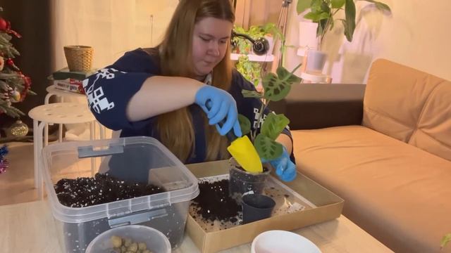 НОВИНКИ 2022 | Неожиданные подарки на День Рождения. Маранта. Сингониум Баттерфляй смотреть онлайн