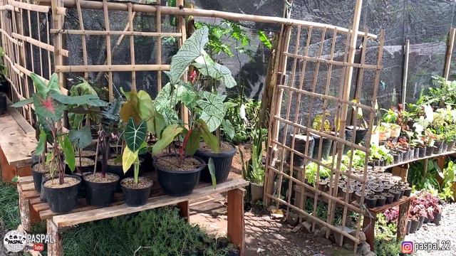 PINGGIR JALAN KELADI, ANTHURIUM, PHILODENDRON & KAKTUS MURAH | HARGA 15.000AN ! | EP 58 смотреть онлайн