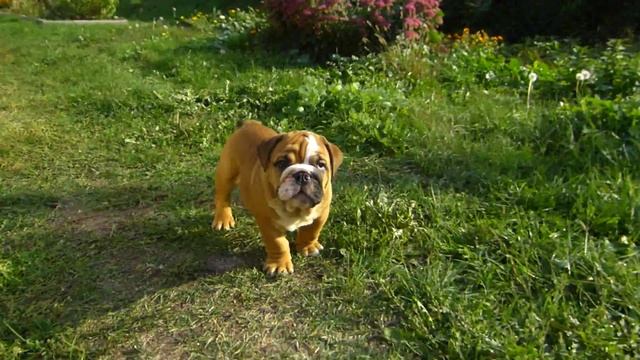 Мальчишки-шалунишки смотреть онлайн