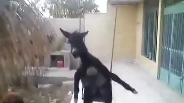 Асйол смотреть онлайн