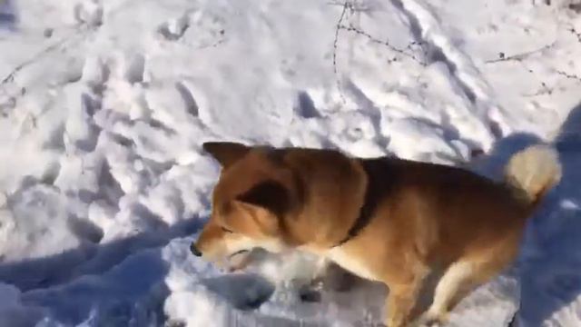 Хатико 2 фрагмент