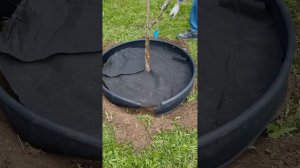 Как легко и просто оформить приствольный круг плодового дерева с помощью бордюрной ленты