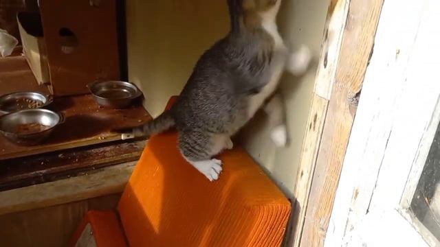 Приехали на дачу | Играем с Кнопкой? смотреть онлайн