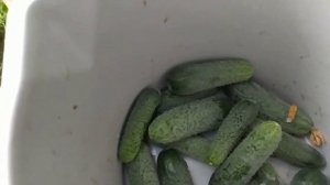 Обзор огурцов Гирлянда f1 и Чайковский f1в моей теплице.