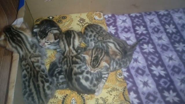 Золото Бенгалов, побежали на них нападем, питомник бенгальских кошек Екатеринбург