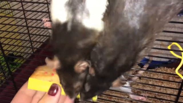 ?Крысюши/вкусняшки/покупки из Zoo? смотреть онлайн