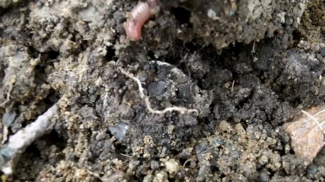Metal Detecting with Minelab Explorer - 3/27/12 смотреть онлайн