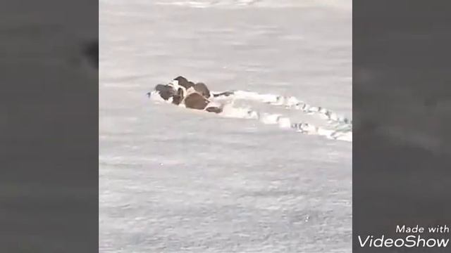 Кормление собак🐶 смотреть онлайн