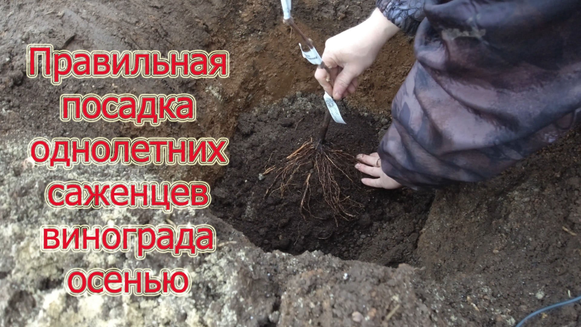 Правильная посадка винограда осенью