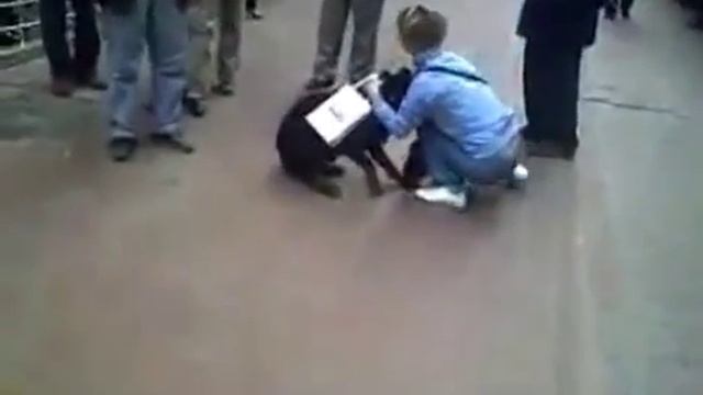 трусливая собака и нападение кота смотреть онлайн