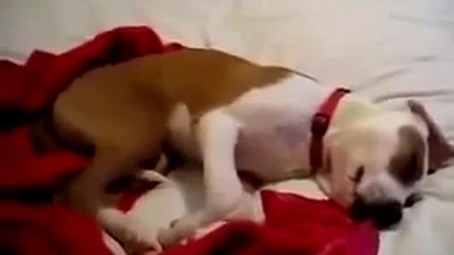 Собака Во Сне Гавкает смотреть онлайн