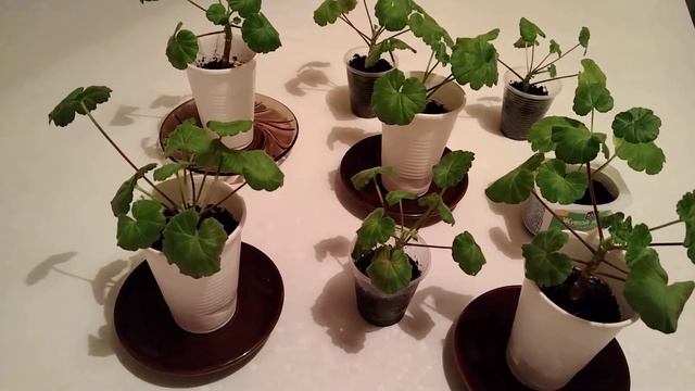 Герань гүлі. Қазтамақ гүлі. Герань гүлін өсіру. Қазтамақ гүлін өсіру. смотреть онлайн