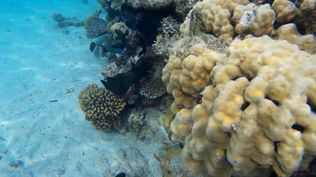 Рыбы на коралловом рифе отеля Tropitel Sahl Hasheesh смотреть онлайн