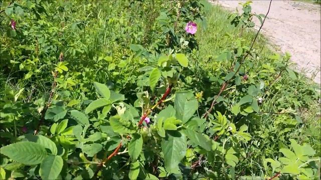 4. "Серебро" /Дорога на озеро Пурхма/Дорога домой/ смотреть онлайн