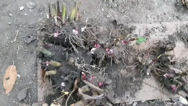 КАННЫ. Как хранить зимой. смотреть онлайн