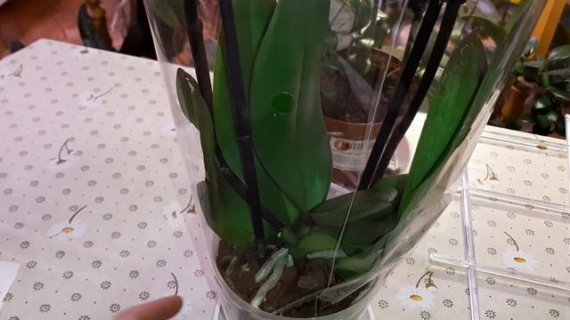 Обзор Новые Орхидеи | Phal. Potter | Vanilla Orchid | Phal. Amaglad смотреть онлайн