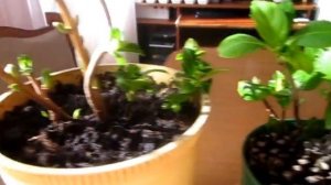 Комнатная гортензия( крупнолистная).Обрезка,черенкование.