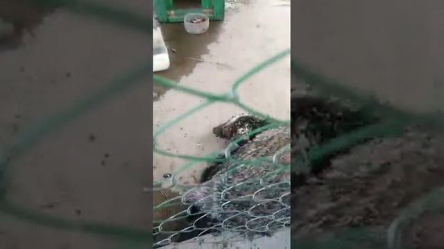 В вольере животное живьем едят насекомые смотреть онлайн