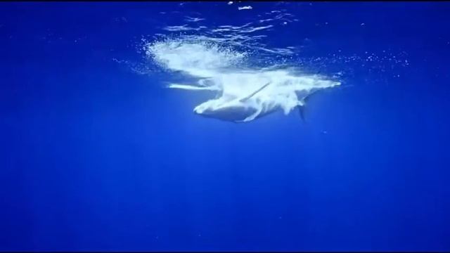 Видео про китов для детей смотреть онлайн