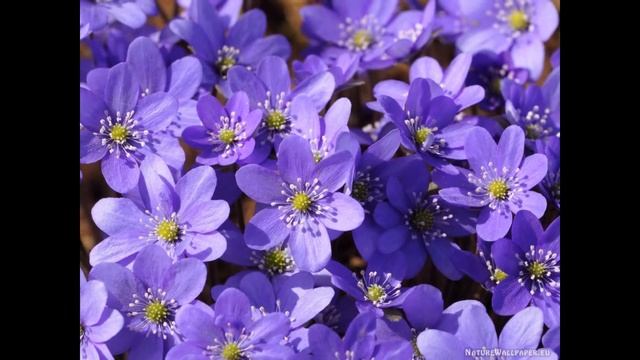 ПЕЧЕНОЧНИЦА (HEPATICA) сем. Лютиковые смотреть онлайн