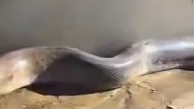 Самая большая змея в мире ( Африка ). смотреть онлайн