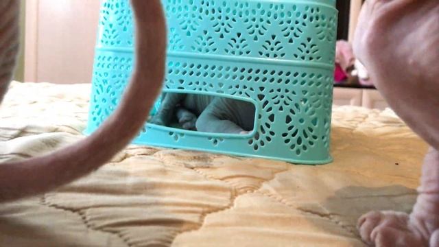 Показываю?каким средством чищу ушки котятам и взрослым кошкам? И конечно же игры малышей смотреть онлайн