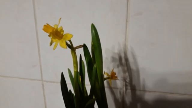 #нарцисс / Нарцисс Тэт-а-Тэт ( лат. Narcissus Tetе - A - Tete) - цикломеновидный . Краткий обзор смотреть онлайн