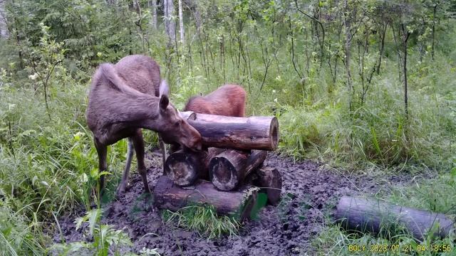 Фотоловушка Болигуард #18 Солонец №2 смотреть онлайн