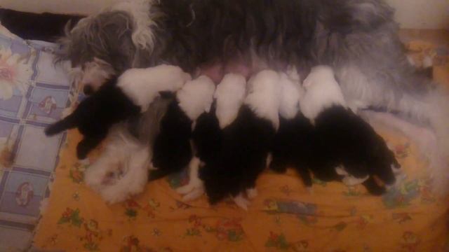 Щенки порода Бобтейл,продажа(город Самара).