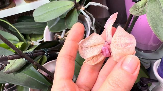 Распустилась моя любимая Астрал 🤍 И другие красотки 💜 смотреть онлайн