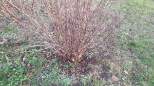 Обрезка пузыреплодника калинолистного.