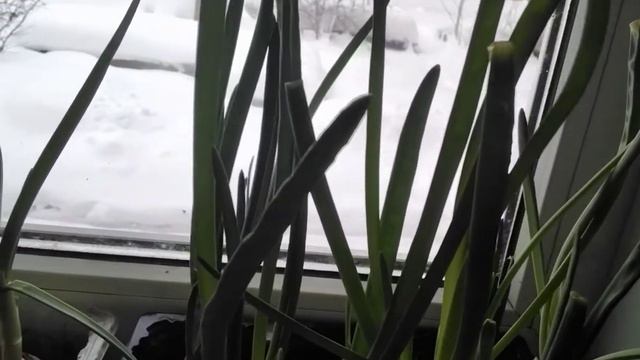 Новогодний лук.Уход.Планы. смотреть онлайн