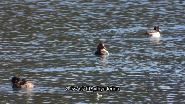 2023 野鳥(No54)4K水辺の野鳥(大塩湖)Waterside Wild Birds (Great Salt Lake) смотреть онлайн