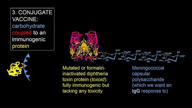 T-independent and T-dependent activation of B cells смотреть онлайн