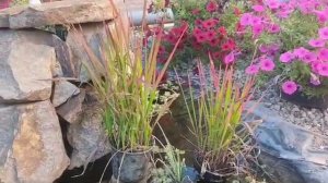 Злак "Императа цилиндрическая РЕД БАРОН" уход, размножение. Ответы на вопросы зрителей и подписчико