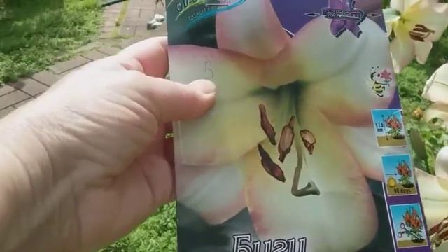 Сорта лилий ОТ- гибридов: Пурпл Kинг,Роберт Суонсон, Red Hot, Сенси,Буги-Вуги. смотреть онлайн