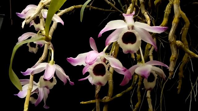 Dendrobium nobile смотреть онлайн