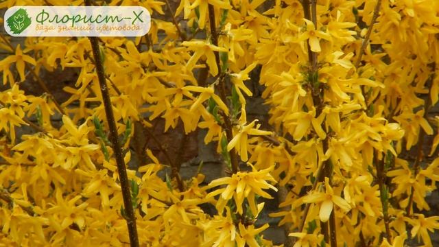 Кустарник форзиция – посадка и уход, выращивание и размножение