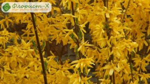 Кустарник форзиция – посадка и уход, выращивание и размножение