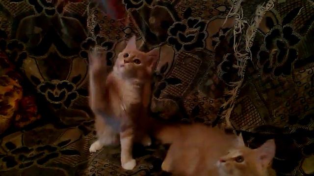 мейн кун котята 5,6 месяцев играют с погремушкой смотреть онлайн