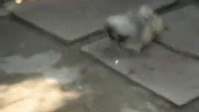 PEKINES VOROBIEVA .... FENESHKA / ADAM 2 смотреть онлайн