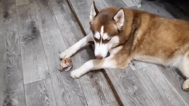 У БАЙКАЛА СДАЮТ НЕРВЫ || Щенки ДОСТАЛИ ПАПУ ХАСКИ смотреть онлайн