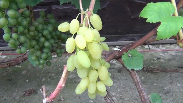 ВЫЗРЕВАНИЕ ЛОЗ. Есть ли СМЫСЛ в ПОДКОРМКАХ? Промежуточный результат