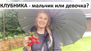Клубника мальчик или девочка?