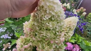 Гортензия метельчатая Диамантино ?? (Hydrangea paniculata `Diamantino`)