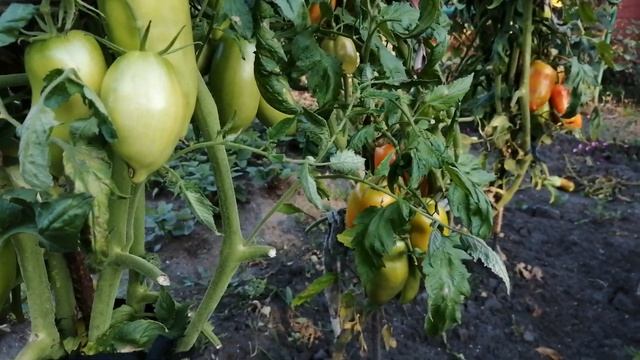 Томат Корнабель F1 - достоинства и недостатки смотреть онлайн